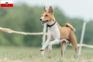 Read more about the article Criadores de Basenji e cachorros em Thuringia