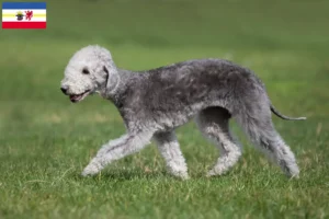 Read more about the article Criadores de Bedlington Terrier e cachorros em Mecklenburg-Vorpommern