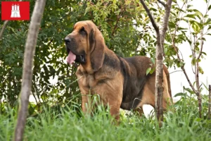 Read more about the article Criadores de Bloodhound e cachorros em Hamburgo