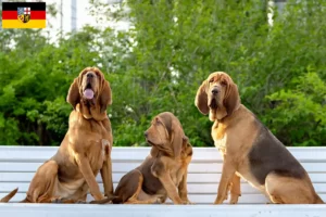 Read more about the article Criadores de Bloodhound e cachorros em Saarland