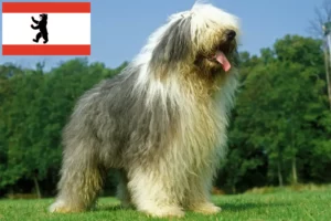 Read more about the article Criadores de Bobtail e cachorros em Berlim