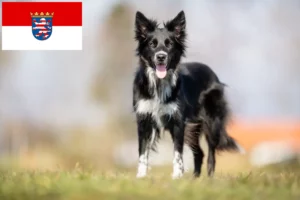 Read more about the article Criadores de Border Collie e cachorros em Hessen