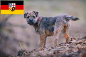 Read more about the article Criadores de Border Terrier e cachorros em Saarland