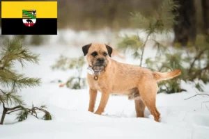 Read more about the article Criadores de Border Terrier e cachorros em Saxónia-Anhalt