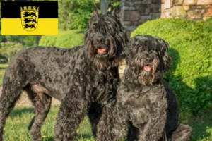 Read more about the article Criadores de Bouvier des Flandres e cachorros em Baden-Württemberg