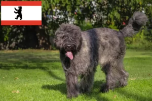 Read more about the article Criadores de Bouvier des Flandres e cachorros em Berlim