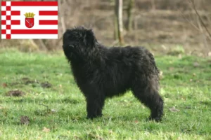 Read more about the article Criadores de Bouvier des Flandres e cachorros em Bremen