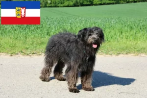 Read more about the article Criadores de Bouvier des Flandres e cachorros em Schleswig-Holstein