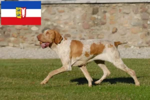 Read more about the article Bracco Italiano criadores e cachorros em Schleswig-Holstein