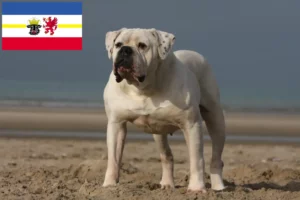 Read more about the article Criadores de American Bulldog e cachorros em Mecklenburg-Vorpommern