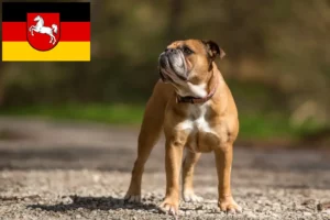 Read more about the article Criadores de Bulldog Continental e cachorros na Baixa Saxónia