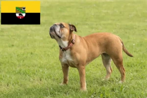 Read more about the article Criadores de Bulldog Continental e cachorros em Saxónia-Anhalt