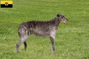 Read more about the article Criadores de veados e cachorros em Saxónia-Anhalt