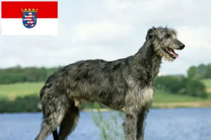 Read more about the article Criadores de Deerhound e cachorros em Hessen