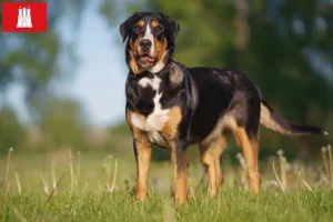 Read more about the article Criador de cães de montanha suíços e cachorros em Hamburgo