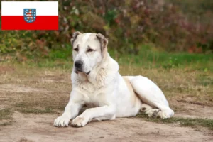 Read more about the article Criador de cães de pastor da Ásia Central e cachorros na Turíngia