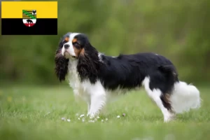 Read more about the article Criadores de Cavalier King Charles Spaniel e cachorros em Saxónia-Anhalt