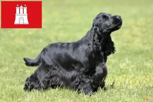 Read more about the article Criador de Cocker Spaniel Inglês e cachorros em Hamburgo