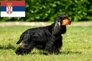 Read more about the article Criadores de Cocker Spaniel inglês e cachorros na Sérvia