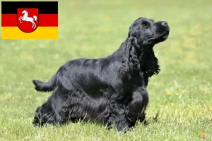 Read more about the article Criadores de Cocker Spaniel inglês e cachorros na Baixa Saxónia