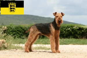 Read more about the article Criadores de Airedale Terrier e cachorros em Baden-Württemberg