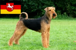 Read more about the article Criadores de Airedale Terrier e cachorros na Baixa Saxónia