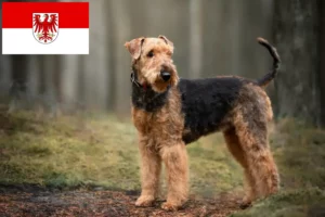 Read more about the article Criadores de Airedale Terrier e cachorros em Brandenburg