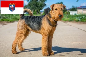 Read more about the article Criadores de Airedale Terrier e cachorros em Hessen