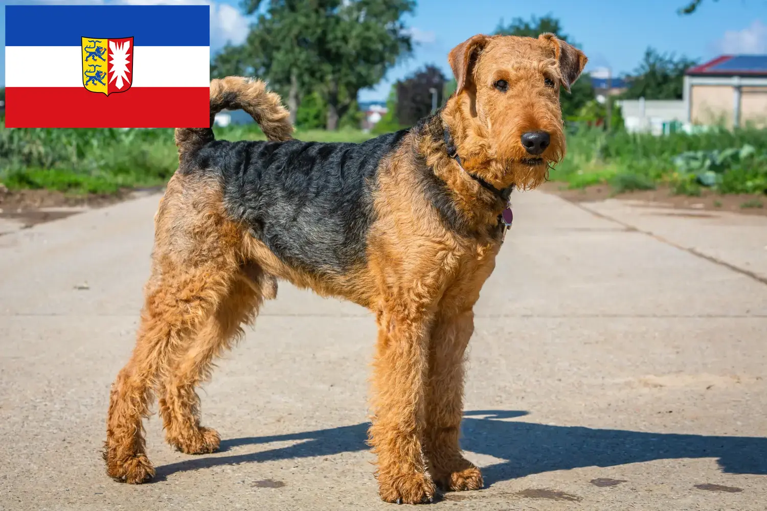 Read more about the article Criadores de Airedale Terrier e cachorros em Schleswig-Holstein