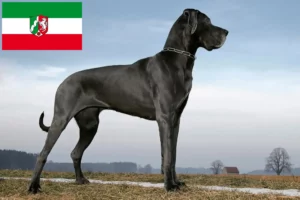 Read more about the article Criadores de Dogue Alemão e cachorros na Renânia do Norte-Vestefália