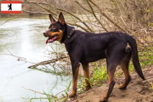 Read more about the article Criador de Kelpie australiano e cachorros em Berlim