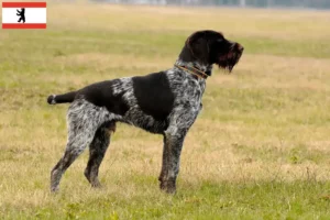 Read more about the article Deutsch Drahthaar criadores e cachorros em Berlim