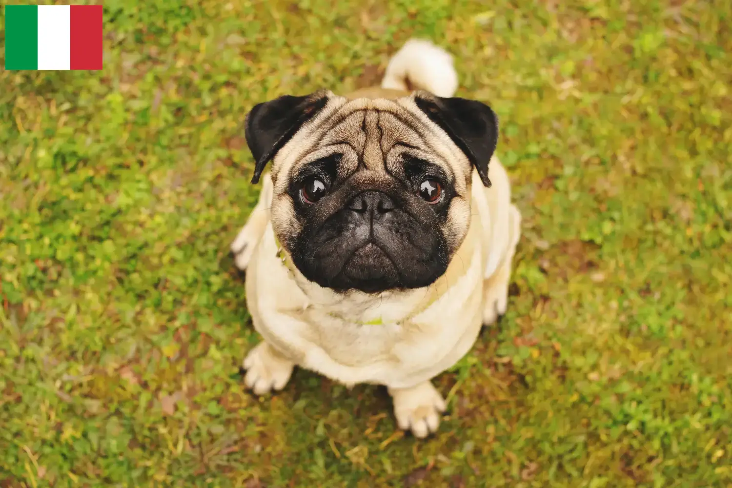 Read more about the article Criadores de pug e cachorros em Itália