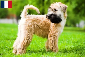 Read more about the article Criadores e cachorros de Irish Soft Coated Wheaten Terrier em França