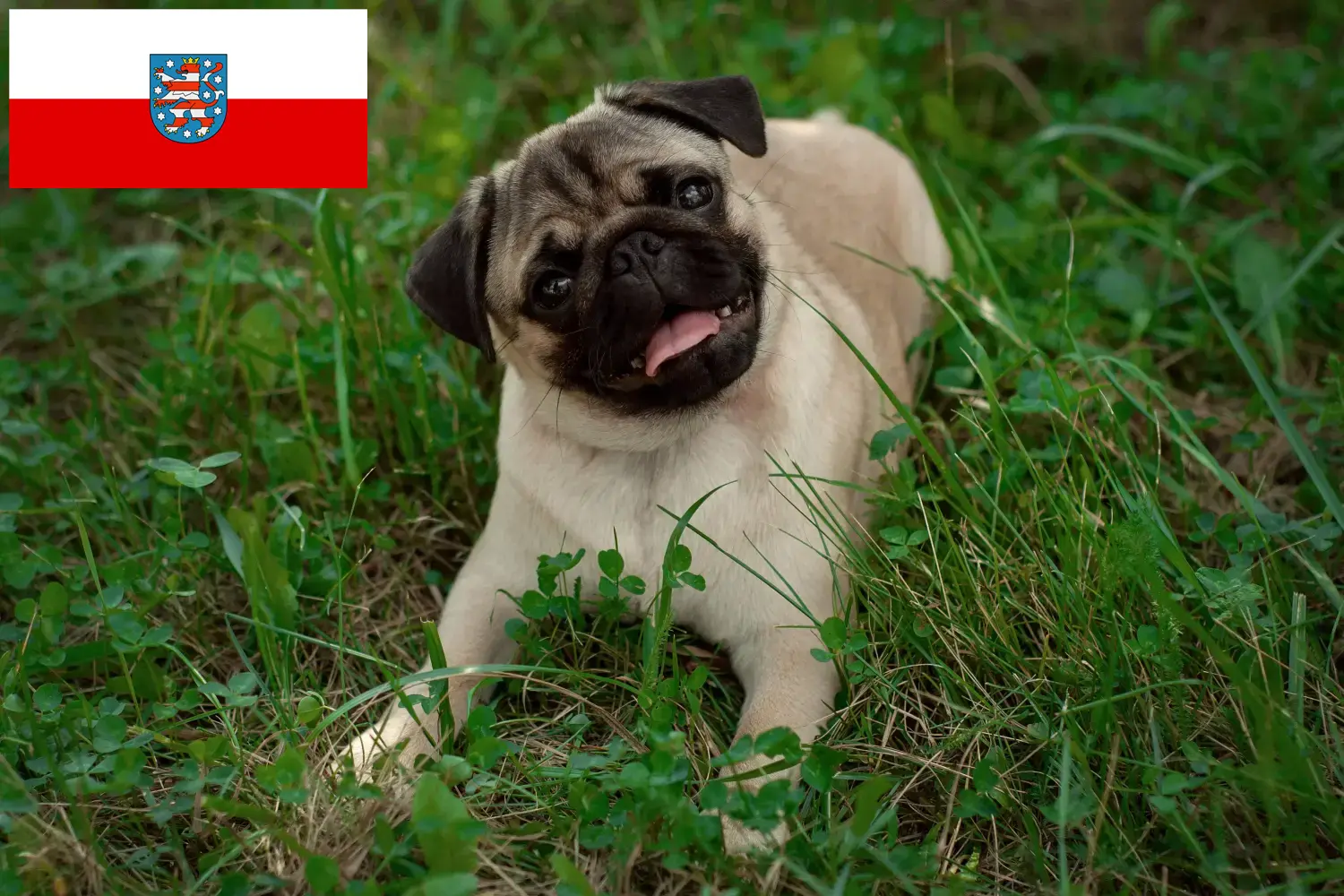 Read more about the article Criadores de pug e cachorros em Turíngia