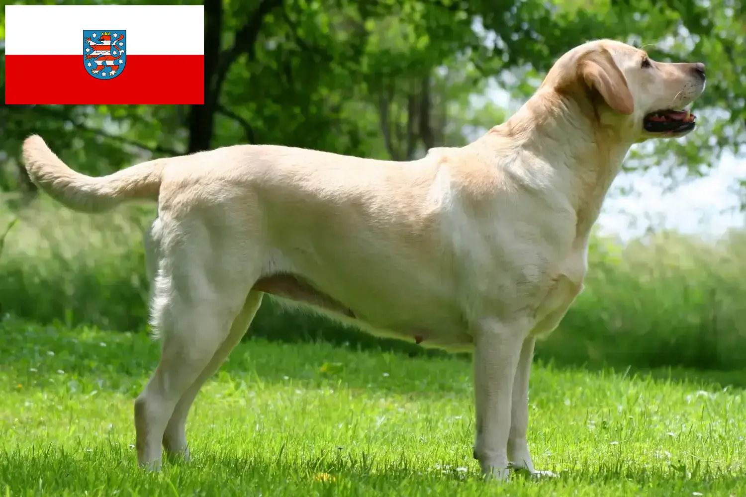 Read more about the article Criadores de Labrador e cachorros na Turíngia