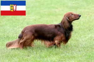 Read more about the article Criadores de Teckel e cachorros em Schleswig-Holstein