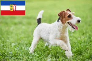 Read more about the article Criadores de Fox Terrier e cachorros em Schleswig-Holstein