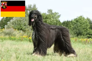 Read more about the article Criadores de Afghan Hound e cachorros em Renânia-Palatinado