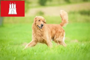 Read more about the article Criadores de Golden Retriever e cachorros em Hamburgo