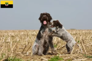 Read more about the article Griffon d’arrêt à poil dur Criador e cachorros na Saxónia-Anhalt