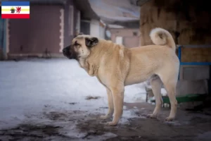 Read more about the article Criadores de Kangal e cachorros em Mecklenburg-Vorpommern