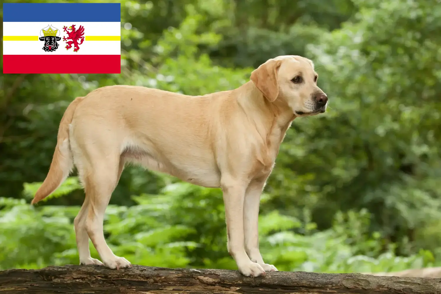 Read more about the article Criadores de Labrador e cachorros em Mecklenburg-Vorpommern