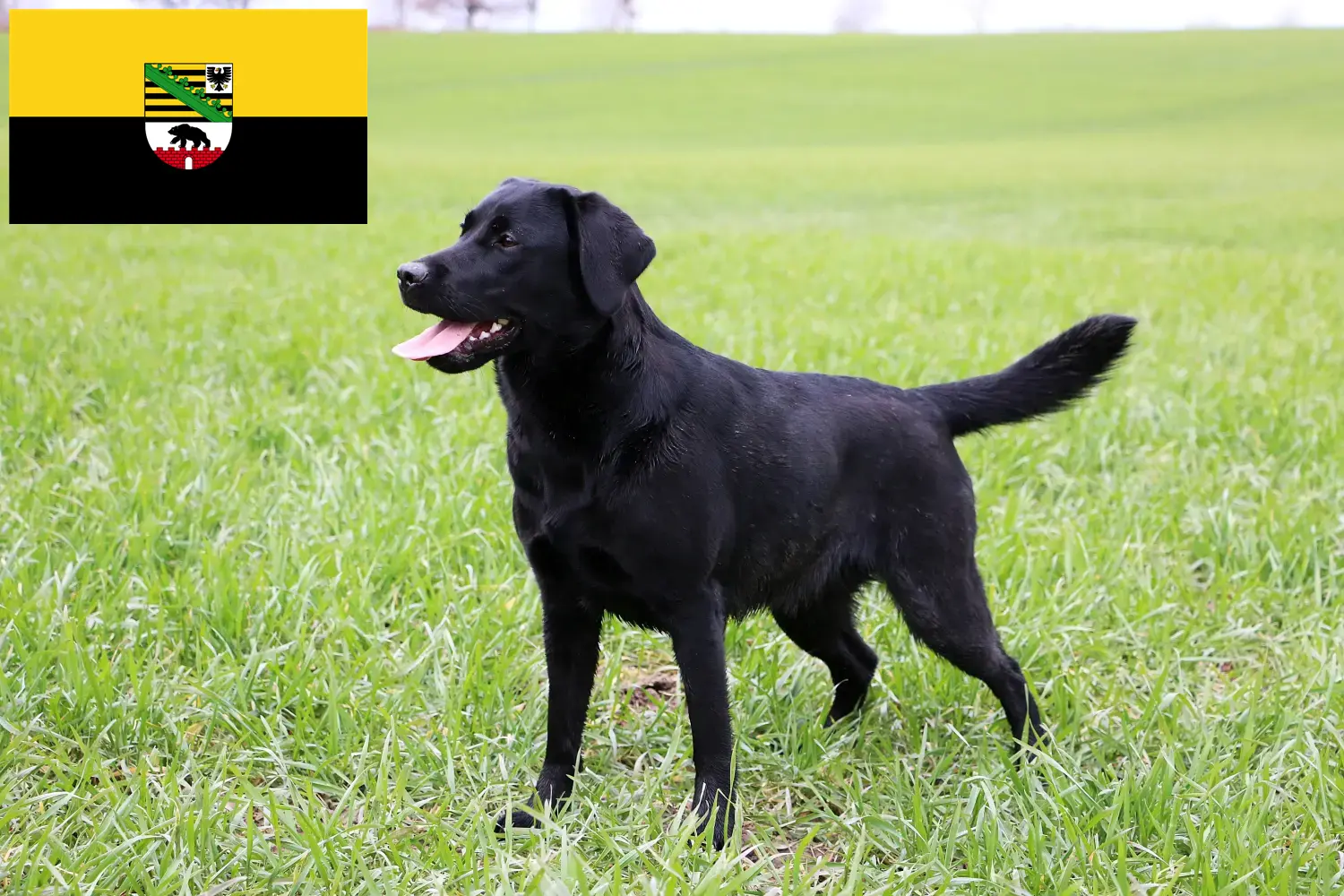 Read more about the article Criadores de Labrador e cachorros em Saxónia-Anhalt