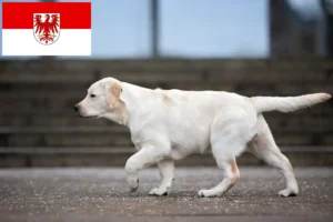 Read more about the article Criadores de Labrador e cachorros em Brandenburg