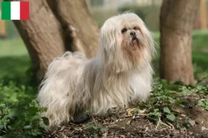 Read more about the article Criadores de Lhasa Apso e cachorros em Itália