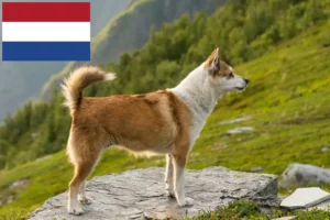 Read more about the article Criadores de Lundehund norueguês e cachorros nos Países Baixos