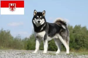 Read more about the article Criadores de Malamute do Alasca e cachorros em Brandenburg