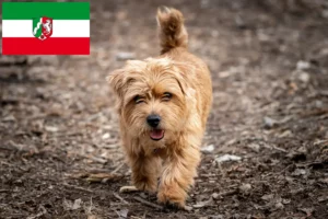 Read more about the article Criadores de Norfolk Terrier e cachorros em Renânia do Norte-Vestefália