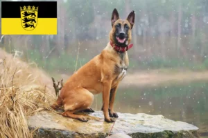 Read more about the article Criador de cães de pastor belga e cachorros em Baden-Württemberg